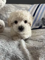 Bennie, a male Poodle - Toy  for sale in Bonduel, WI – Photo 3 of 10