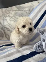 Bennie, a male Poodle - Toy  for sale in Bonduel, WI – Photo 6 of 10