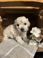 Bennie, a male Poodle - Toy  for sale in Bonduel, WI – Photo 10 of 10