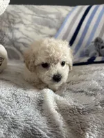 Bennie, a male Poodle - Toy  for sale in Bonduel, WI – Photo 5 of 10