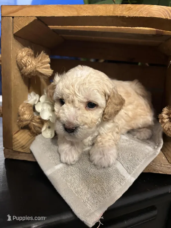 Basil  – Poodle - Toy  puppy for sale in Bonduel, WI