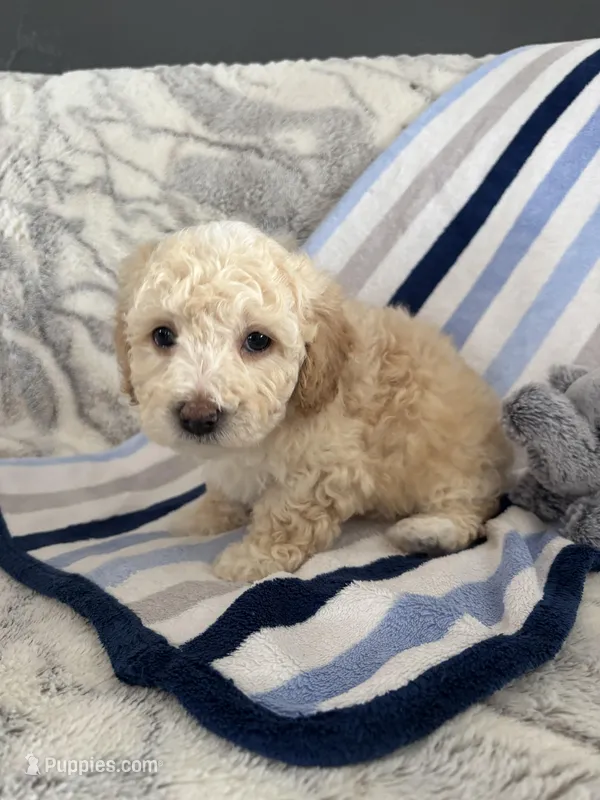 Basil  – Poodle - Toy  puppy for sale in Bonduel, WI