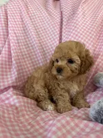Lolly, a female Poodle - Toy  for sale in Bonduel, WI – Photo 7 of 8
