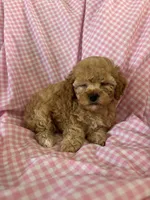 Lolly, a female Poodle - Toy  for sale in Bonduel, WI – Photo 5 of 8