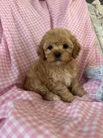 Lolly, a female Poodle - Toy  for sale in Bonduel, WI – Photo 8 of 8