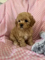 Lolly, a female Poodle - Toy  for sale in Bonduel, WI – Photo 6 of 8