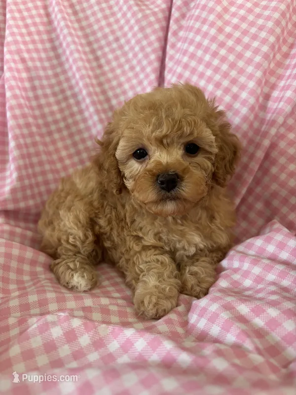 Lolly, a female Poodle - Toy  for sale in Bonduel, WI – Photo 1 of 8