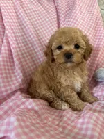 Lolly, a female Poodle - Toy  for sale in Bonduel, WI – Photo 2 of 8