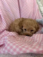 Lolly, a female Poodle - Toy  for sale in Bonduel, WI – Photo 4 of 8
