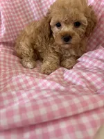 Lolly, a female Poodle - Toy  for sale in Bonduel, WI – Photo 3 of 8