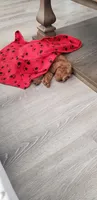 Max, a male Miniature Goldendoodle for sale in Valencia, CA – 2 of 2