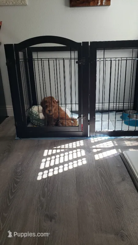 Max – Miniature Goldendoodle puppy for sale in Valencia, CA