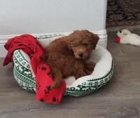 Max, a male Miniature Goldendoodle for sale in Valencia, CA – 1 of 2