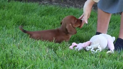 Alex, a male Miniature Dachshund for sale in Sugarcreek, OH – 10 of 10