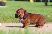 Ben, a male Miniature Dachshund for sale in Sugarcreek, OH – 8 of 9