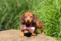 Allie, a female Miniature Dachshund for sale in Sugarcreek, OH – 6 of 10