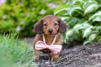 Allie, a female Miniature Dachshund for sale in Sugarcreek, OH – 3 of 10