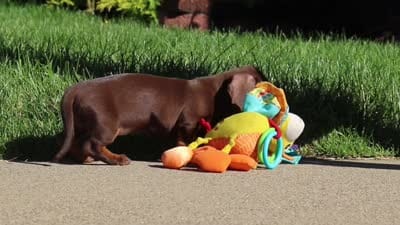 Lily, a female Miniature Dachshund for sale in Sugarcreek, OH – 8 of 8