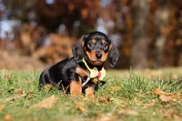 Charlie, a male Miniature Dachshund for sale in Sugarcreek, OH – 6 of 8