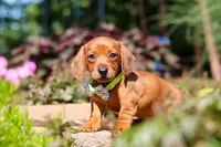 Alex, a male Miniature Dachshund for sale in Sugarcreek, OH – 2 of 10