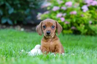 Alex, a male Miniature Dachshund for sale in Sugarcreek, OH – 4 of 10
