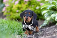 Anson, a male Miniature Dachshund for sale in Sugarcreek, OH – 6 of 9