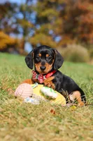 Chase, a male Miniature Dachshund for sale in Sugarcreek, OH – 4 of 10