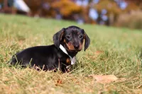 Jordan, a male Miniature Dachshund for sale in Sugarcreek, OH – 4 of 9