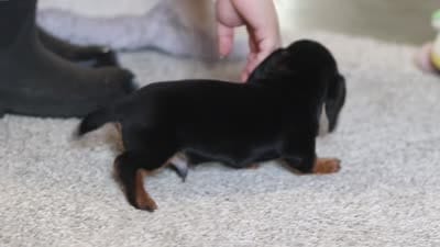 Chase, a male Miniature Dachshund for sale in Sugarcreek, OH – 10 of 10