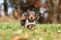 Jackson, a male Miniature Dachshund for sale in Sugarcreek, OH – 3 of 10