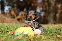 Jackson, a male Miniature Dachshund for sale in Sugarcreek, OH – 8 of 10