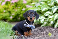 Rascal, a male Miniature Dachshund for sale in Sugarcreek, OH – 4 of 7