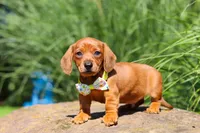 Alex, a male Miniature Dachshund for sale in Sugarcreek, OH – 7 of 10