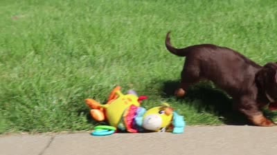 Luke, a male Miniature Dachshund for sale in Sugarcreek, OH – 8 of 8