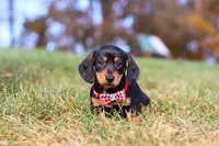 Chase, a male Miniature Dachshund for sale in Sugarcreek, OH – 6 of 10