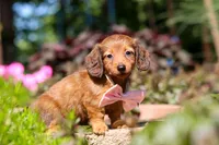 Allie, a female Miniature Dachshund for sale in Sugarcreek, OH – 4 of 10