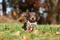 Jackson, a male Miniature Dachshund for sale in Sugarcreek, OH – 6 of 10