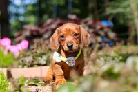 Alex, a male Miniature Dachshund for sale in Sugarcreek, OH – 9 of 10