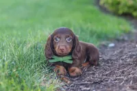Lyn, a male Miniature Dachshund for sale in Sugarcreek, OH – 7 of 9