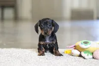 Jordan, a male Miniature Dachshund for sale in Sugarcreek, OH – 6 of 9