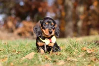 Charlie, a male Miniature Dachshund for sale in Sugarcreek, OH – 3 of 8