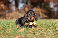 Charlie, a male Miniature Dachshund for sale in Sugarcreek, OH – 4 of 8