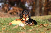 Charlie, a male Miniature Dachshund for sale in Sugarcreek, OH – 5 of 8