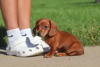 Bo, a male Miniature Dachshund for sale in Sugarcreek, OH – 7 of 8