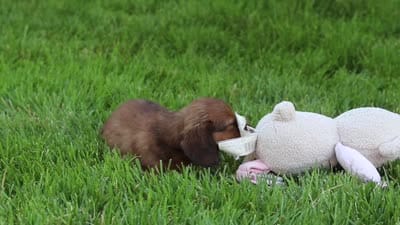 Allie, a female Miniature Dachshund for sale in Sugarcreek, OH – 10 of 10