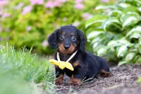 Ronnie, a male Miniature Dachshund for sale in Sugarcreek, OH – 1 of 8
