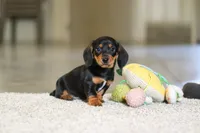 Charlie, a male Miniature Dachshund for sale in Sugarcreek, OH – 7 of 8
