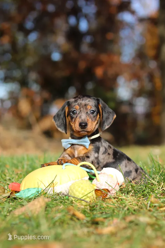 Jackson – Miniature Dachshund puppy for sale in Sugarcreek, OH