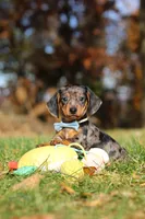 Jackson, a male Miniature Dachshund for sale in Sugarcreek, OH – 1 of 10