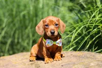 Alex, a male Miniature Dachshund for sale in Sugarcreek, OH – 3 of 10